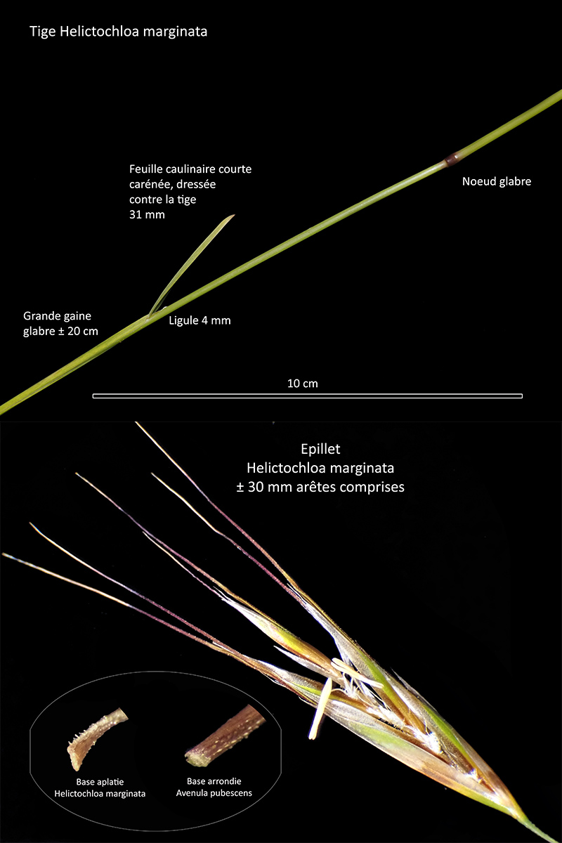 Helictochloa marginata – L’Avoine de Loudun #79125
