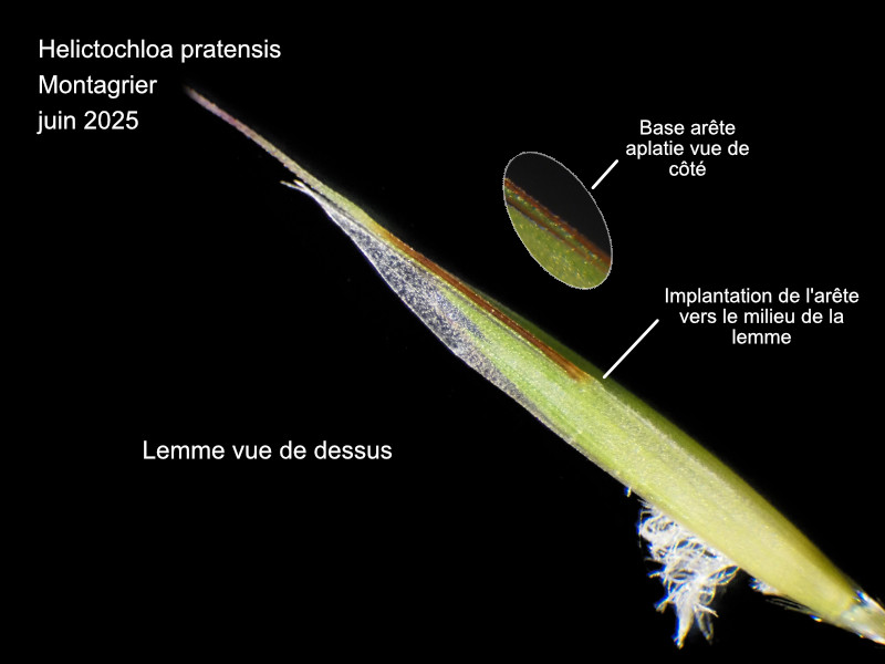 Helictochloa pratensis (L.) Romero Zarco 2011 #84600