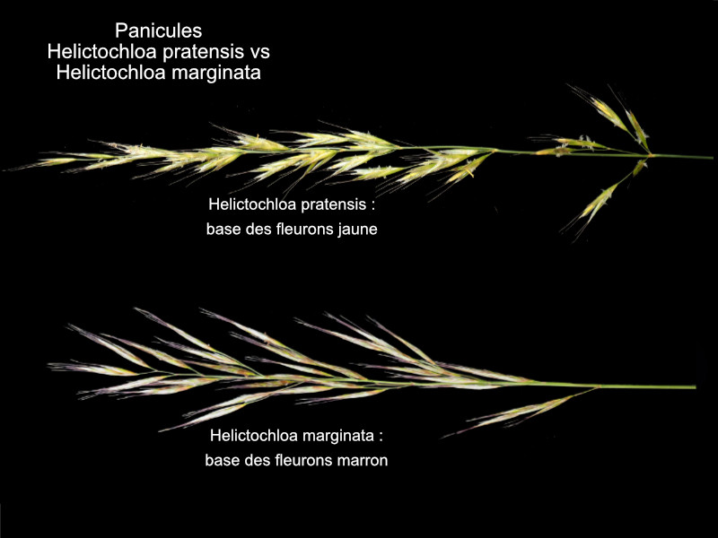 Helictochloa pratensis (L.) Romero Zarco 2011 #84602