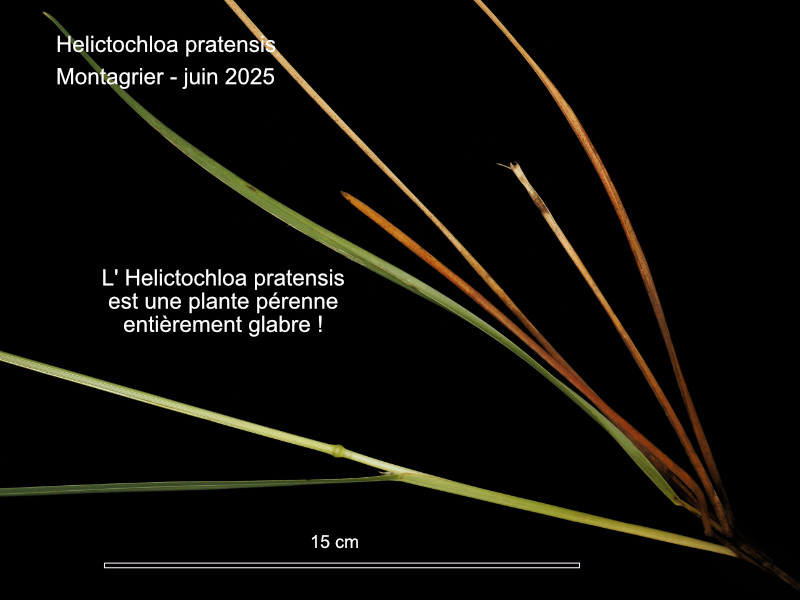 Helictochloa pratensis (L.) Romero Zarco 2011 #84598