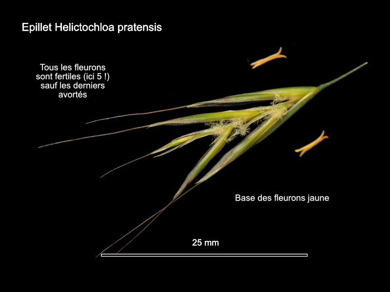 Helictochloa pratensis (L.) Romero Zarco 2011 #84599