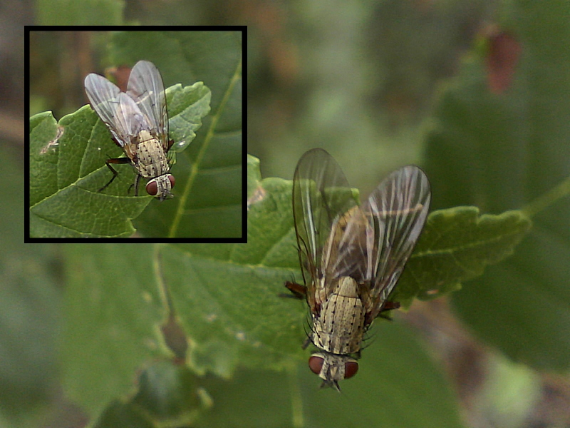 Helina - Muscidae #28370