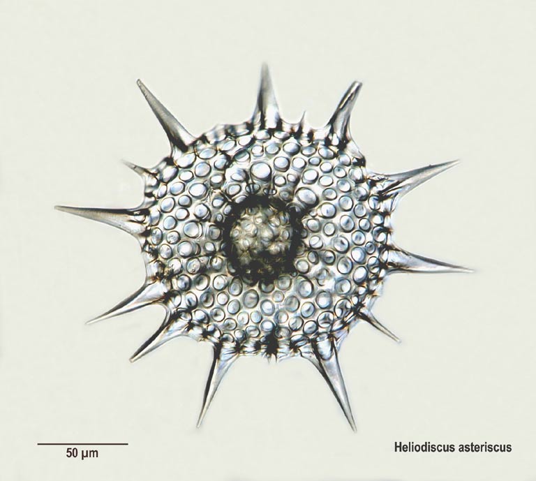 Heliodiscus asteriscus #4932