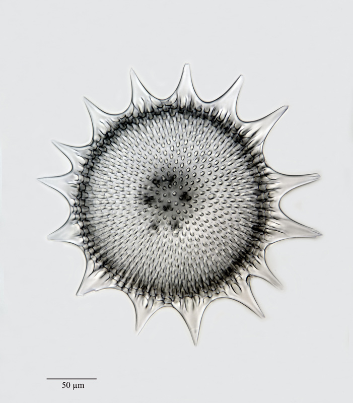 Heliodiscus humboldti (Ehr.) Hckl. #20921