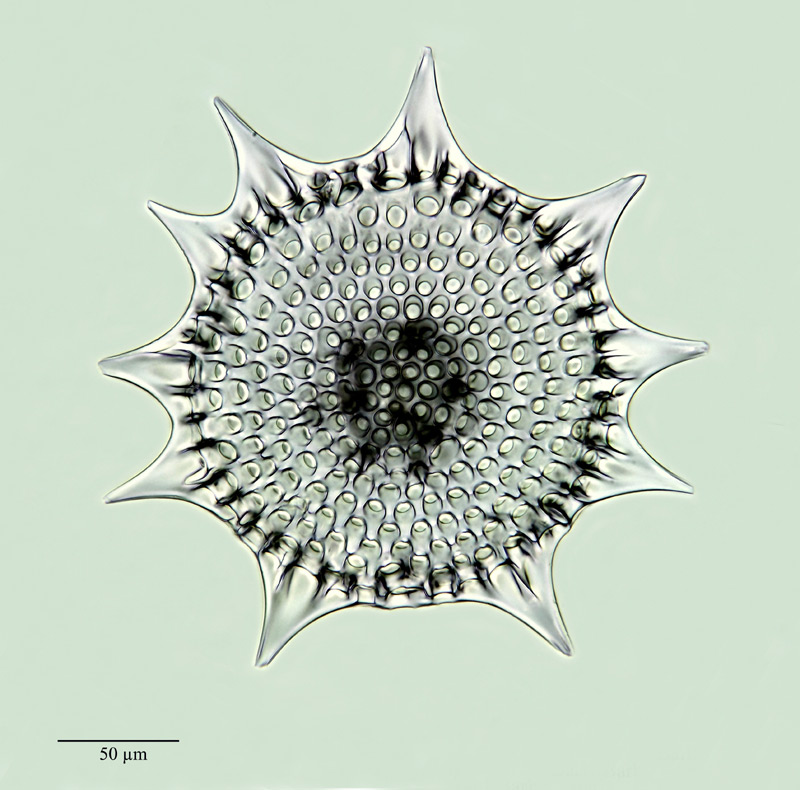 Heliodiscus umbonatus (Ehr.) Hckl. #21023