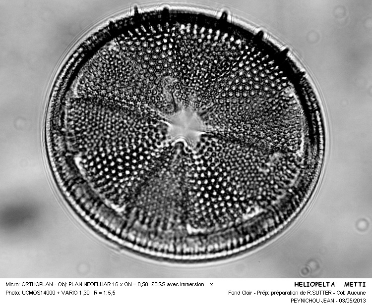 HELIOPELTA  METTI #32019