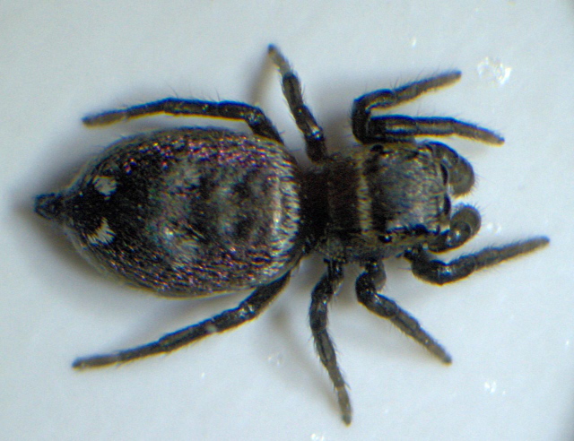 Heliophanus sp. - Salticidae - Araignée #3858