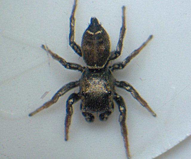 Heliophanus tribulosus possible - Salticidae - saltique #3744