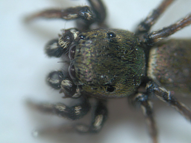 Heliophanus tribulosus possible - Salticidae - saltique #3745
