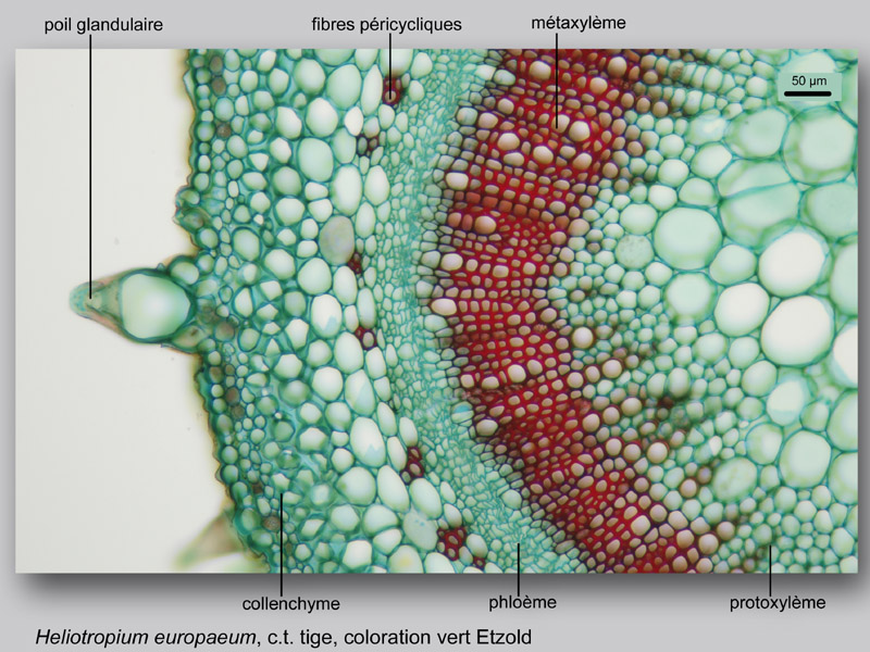 Heliotropium europaeum, histologie, histology #22889