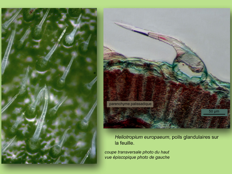 Heliotropium europaeum, histologie, histology #22891