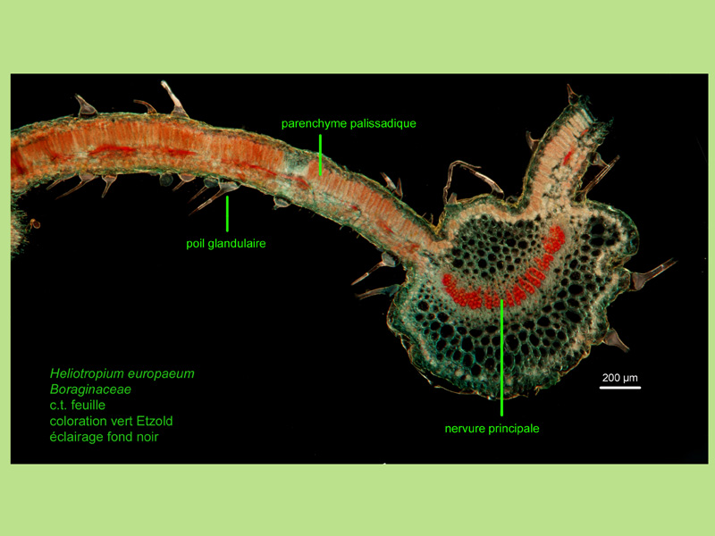Heliotropium europaeum, histologie, histology #22890