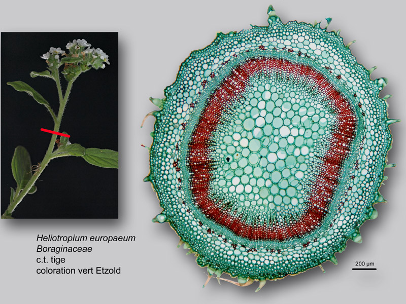 Heliotropium europaeum, histologie, histology #22888