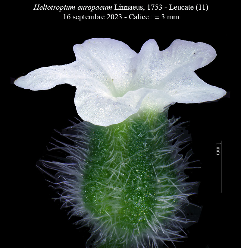 Heliotropium europaeum #76455