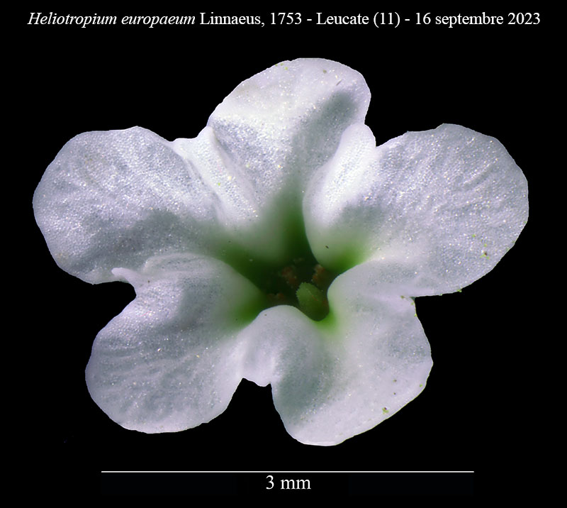 Heliotropium europaeum #76453