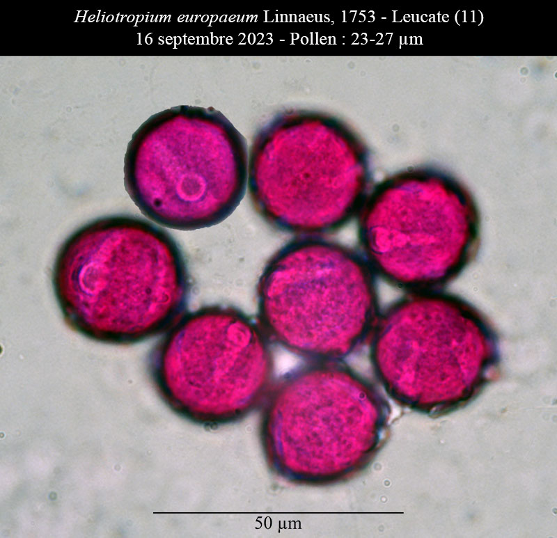 Heliotropium europaeum #76465