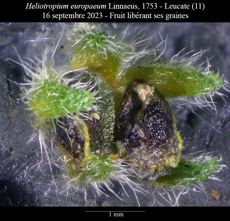 Heliotropium europaeum #76458