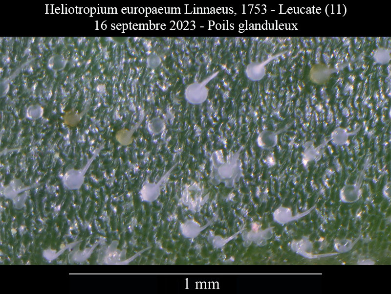 Heliotropium europaeum #76447