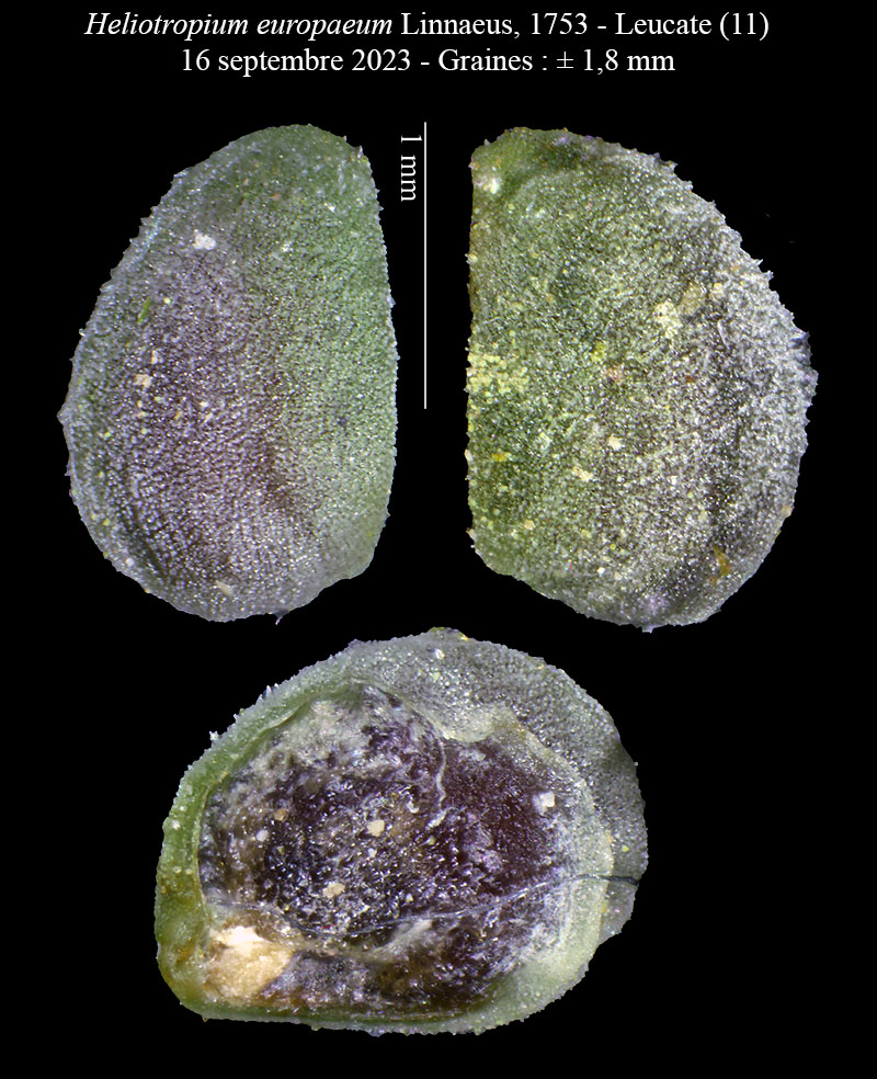 Heliotropium europaeum #76459