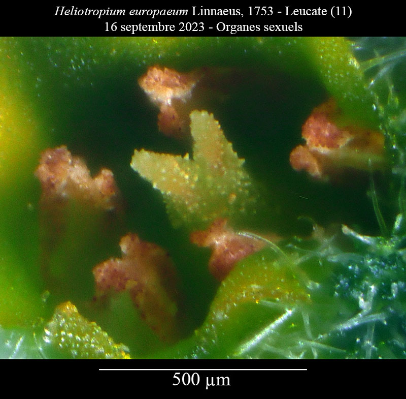 Heliotropium europaeum #76454