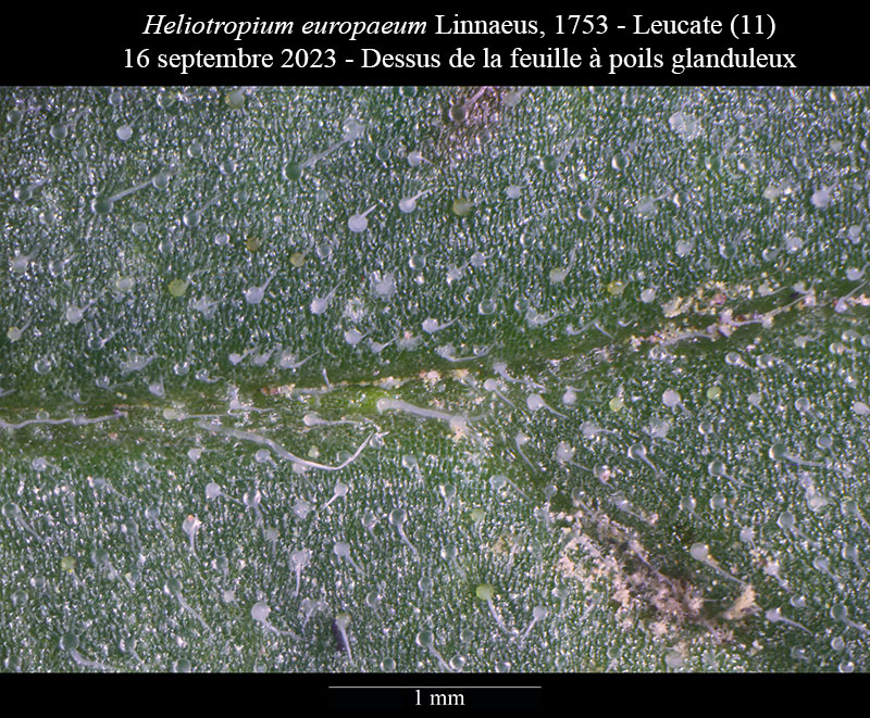 Heliotropium europaeum #76448