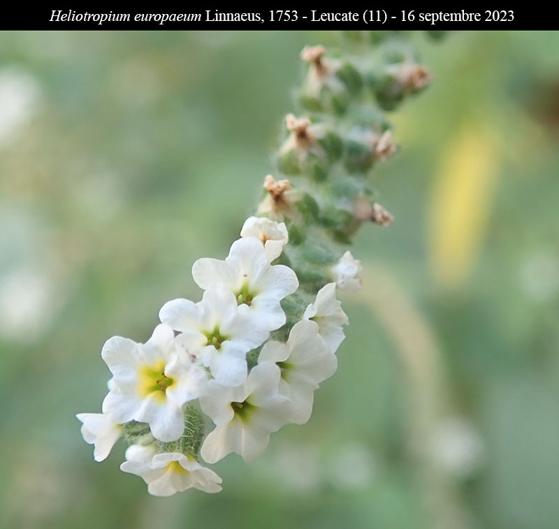 Heliotropium europaeum #76460