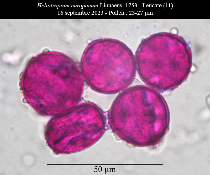 Heliotropium europaeum #76464