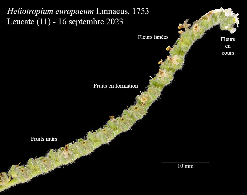 Heliotropium europaeum #76456