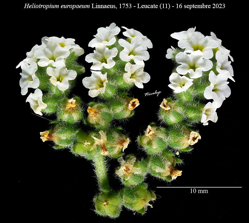Heliotropium europaeum #76452