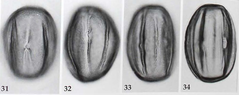 Heliotropium europaeum #76461