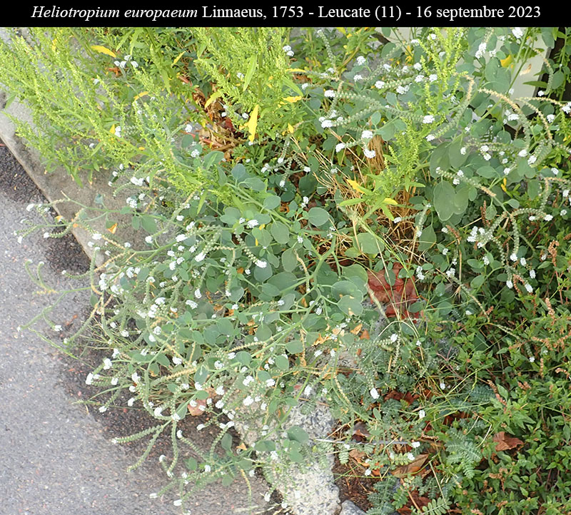 Heliotropium europaeum #76445
