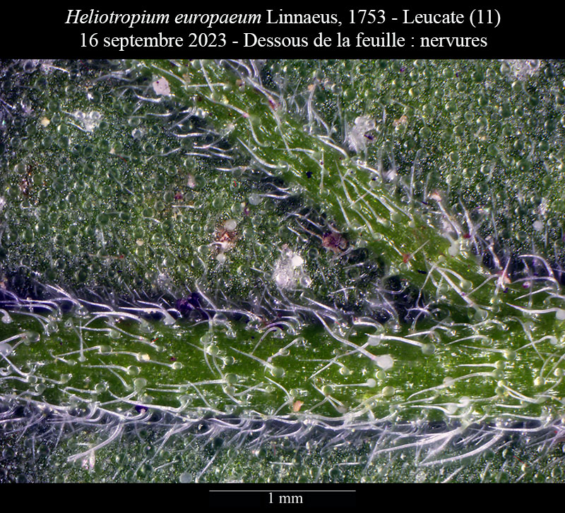 Heliotropium europaeum #76450
