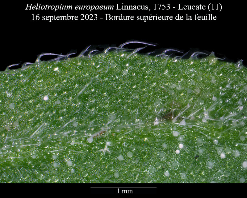 Heliotropium europaeum #76449