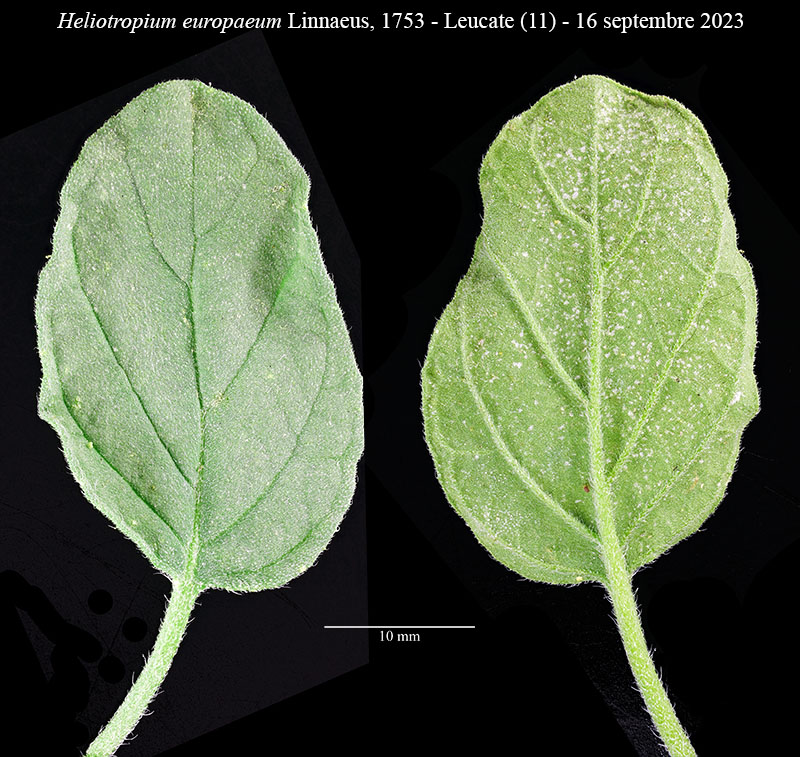 Heliotropium europaeum #76446