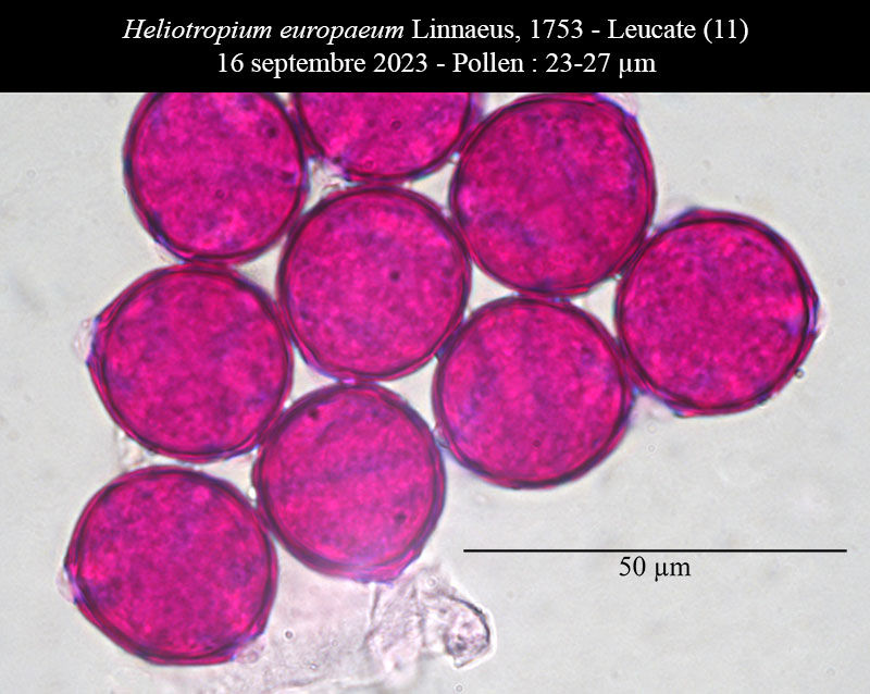 Heliotropium europaeum #76462