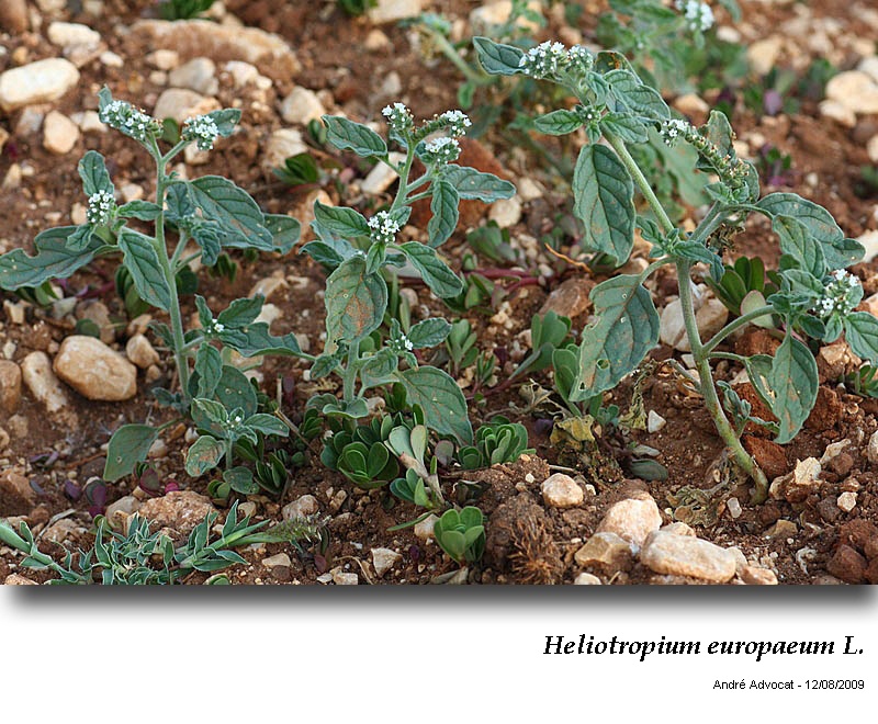 Heliotropium europaeum L. #43280