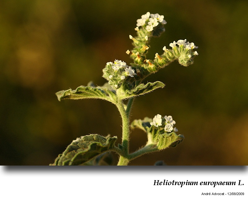 Heliotropium europaeum L. #43281
