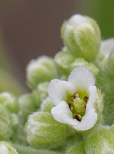 Heliotropium foertherianum Diane et Hilger #41544