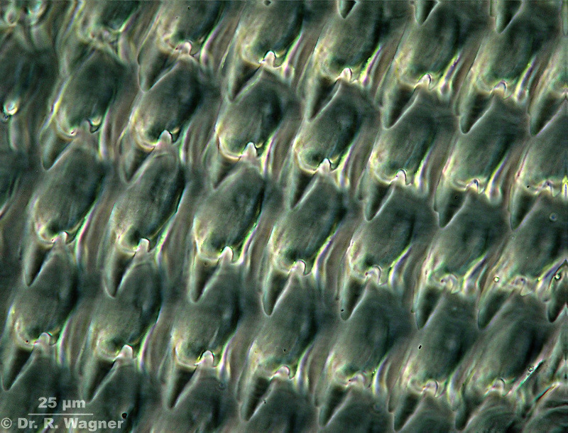Helix pomatia, Radula #10344