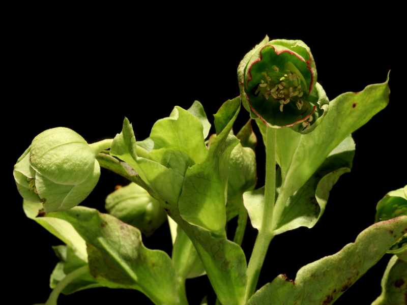 Helleborus foetidus L., 1753 - Hellébore fétide #82095