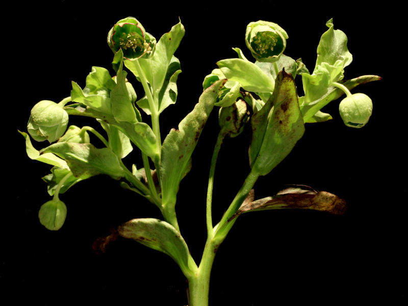 Helleborus foetidus L., 1753 - Hellébore fétide #82094