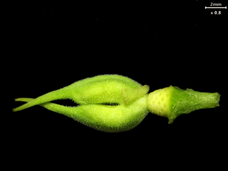 Helleborus foetidus L., 1753 - Hellébore fétide #82099