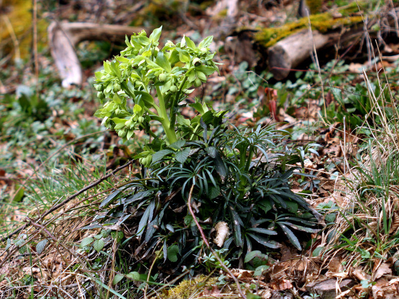 Helleborus foetidus L., 1753 - Hellébore fétide #82090