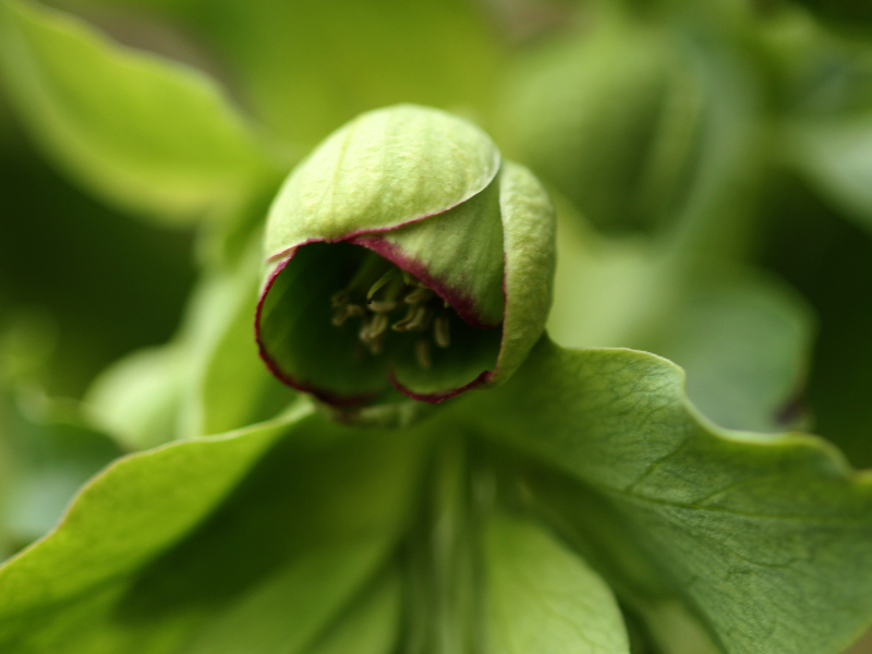 Helleborus foetidus L., 1753 - Hellébore fétide #82093