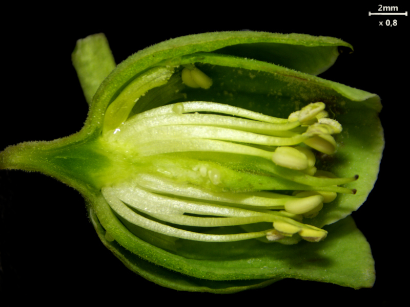 Helleborus foetidus L., 1753 - Hellébore fétide #82096
