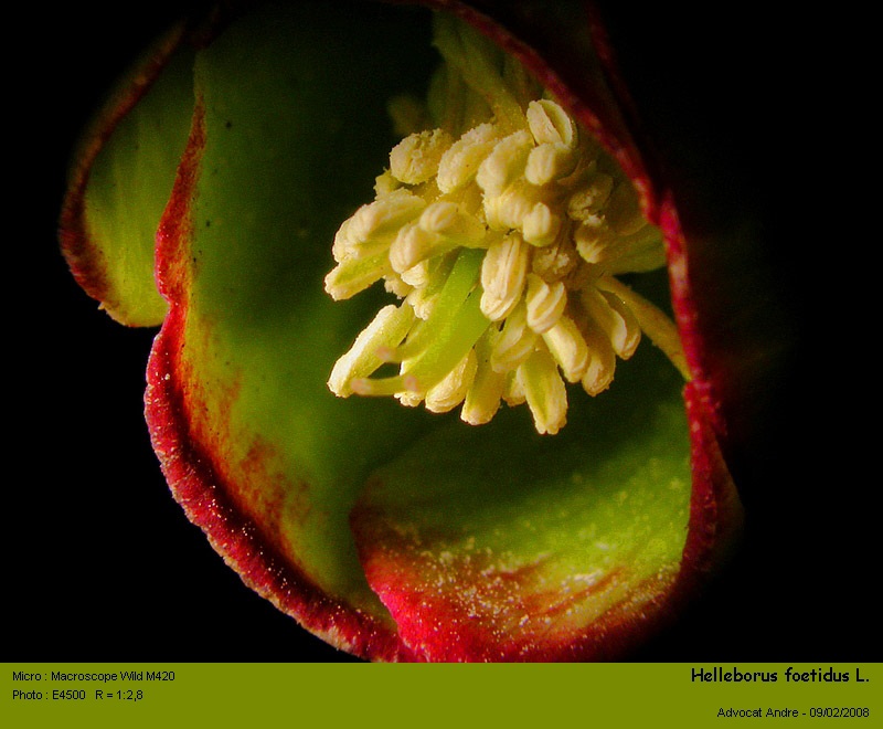 Helleborus foetidus L. #8393