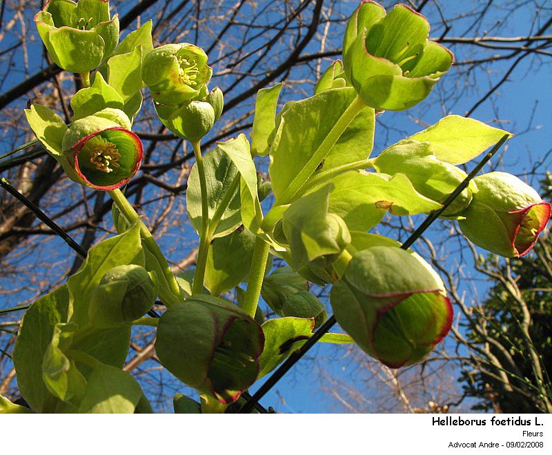 Helleborus foetidus L. #8392