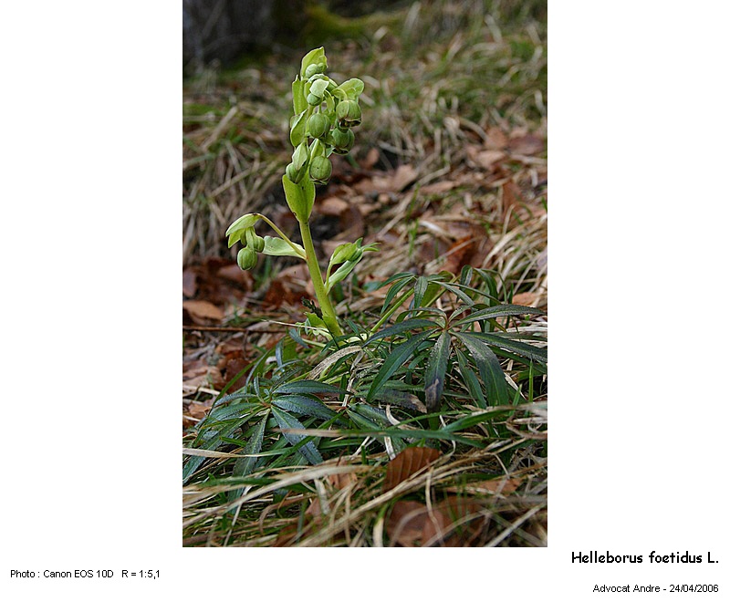 Helleborus foetidus L. #8391