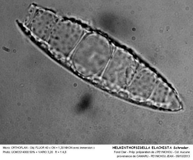 HELMINTHOPSIDELLA ELACHISTA Shrader. #34219