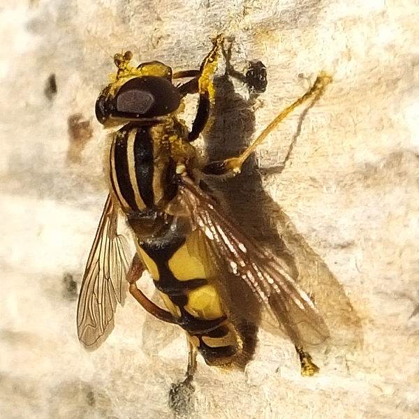 Helophilus pendulus - Hélophile suspendu #56862